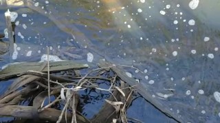 Draven pissing in a public pond