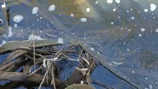 Draven pissing in a public pond