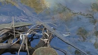 Draven pissing in a public pond