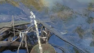 Draven pissing in a public pond