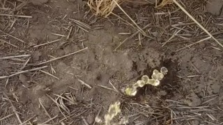 Country Girl Pees In Field During 4 Wheeler Ride