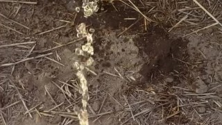 Country Girl Pees In Field During 4 Wheeler Ride