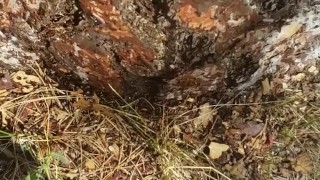 Short Girl Pisses On Tree In Public Park