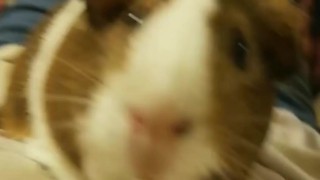 Cute pig dances to an exotic song