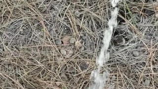 Country Girl Pees Off Hill On Public Hiking Trail