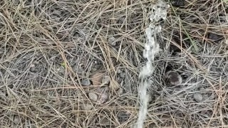 Country Girl Pees Off Hill On Public Hiking Trail