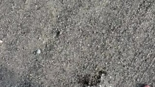 Short Country Girl Pissing On Dirt Road On Walk Home
