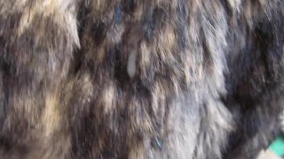 BBB preview: Savannah "Fur Coat Offering"cum only WMV with SloMo