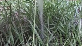 Pissing on the farm