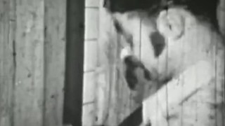 Pornhub X Museum of Sex: The STAG Exhibit Walkthrough