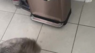 Puppy likes to chase balls