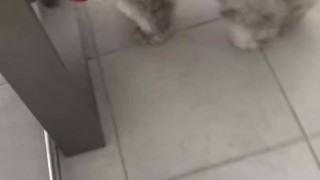 Puppy likes to chase balls