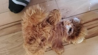 Another Stuffed Toy Pee