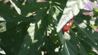 Lady on Ladybug 