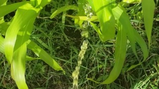 Standing Public Pee On Community Garden