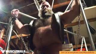 TIED UP MUSCLEBULL IN LEATHER GETS HIS COCK AND BALLS SLAPPED AND PLAYED