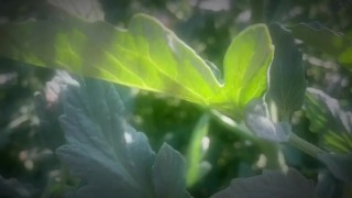 May Queen Gets Dirty With Zucchini