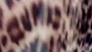 SHOWING OFF SEXY MINI LEOPARD PRINT DRESS