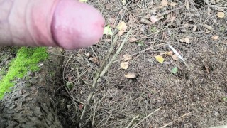 Золотой дождь в лесу 