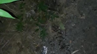 Pissing on the plants outside