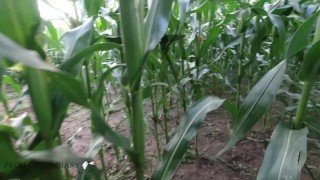 German horny wife public nature sex in cornfield risk to get caugh_teaser