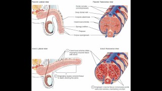 masturbation techniques for men. stimulation of the glans.