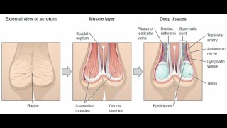 masturbation techniques for men. stimulation of the glans.