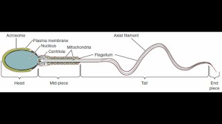 masturbation technique for men. stimulation of the glans.