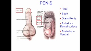masturbation technique for men. stimulation of the glans.