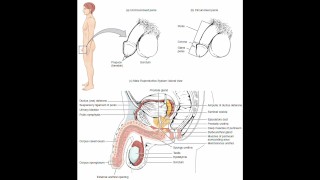 masturbation techniques for men. stimulation of the corona.