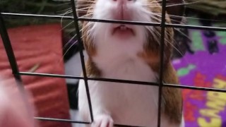 My pet gets booped 