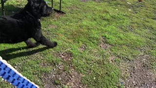 2 Dogs, One ball (POV)