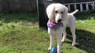 2 Dogs, One ball (POV)