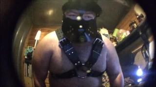 harnessed top dawg after dark