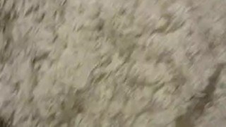 Just a little carpet piss