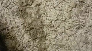 Just a little carpet piss