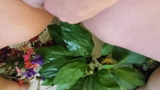 Piss cleaning some dusty fake flowers