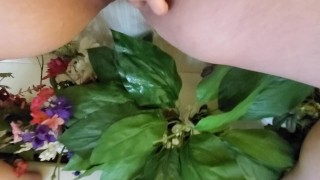 Piss cleaning some dusty fake flowers