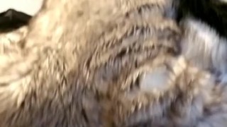 Kobaruto, Ser rides another Sergal 