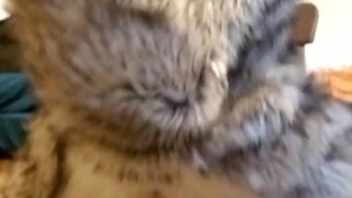 Kobaruto, Ser rides another Sergal 