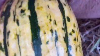 GOURD just too HUGE to fit in my pussy . (HD 11pro)