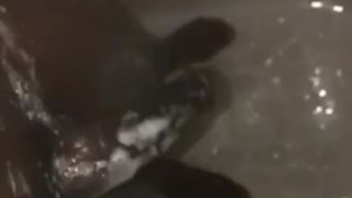 Rich solo shower 
