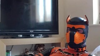 Latex pup cums after a long edging session.