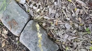 Yellow Goodmorning Piss Outside 