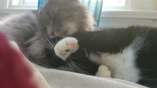 2 pussies licking each other