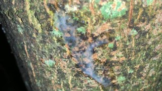 Cumshot on a tree and close up look on my fresh load