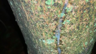 Cumshot on a tree and close up look on my fresh load