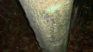 Cumshot on a tree and close up look on my fresh load