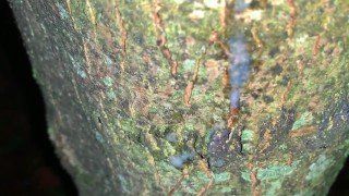 Cumshot on a tree and close up look on my fresh load