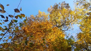 Golden Shower PEE during Golden Autumn LEAF FALL